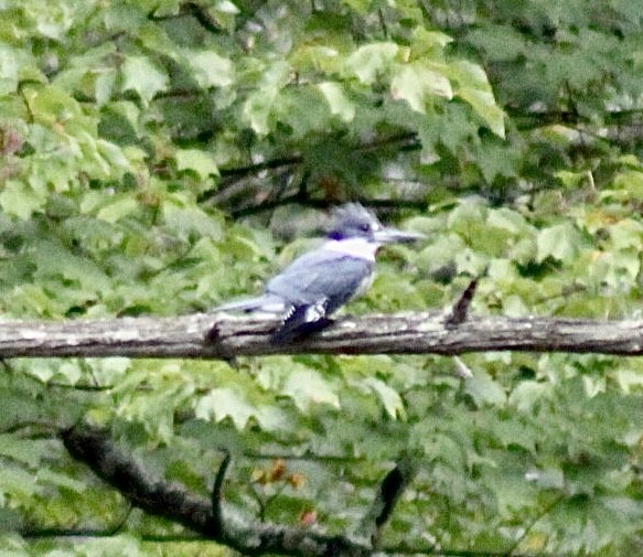 Belted Kingfisher - ML610363815
