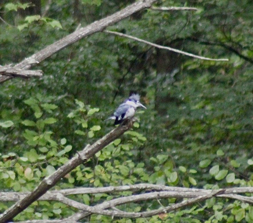 Belted Kingfisher - ML610363816