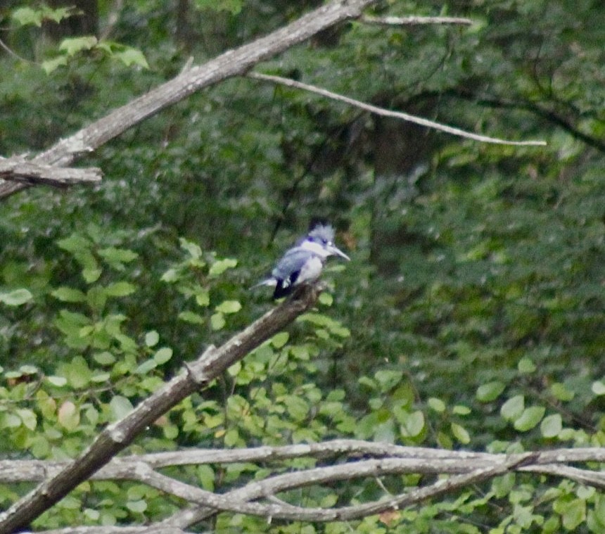 Belted Kingfisher - Adrien C