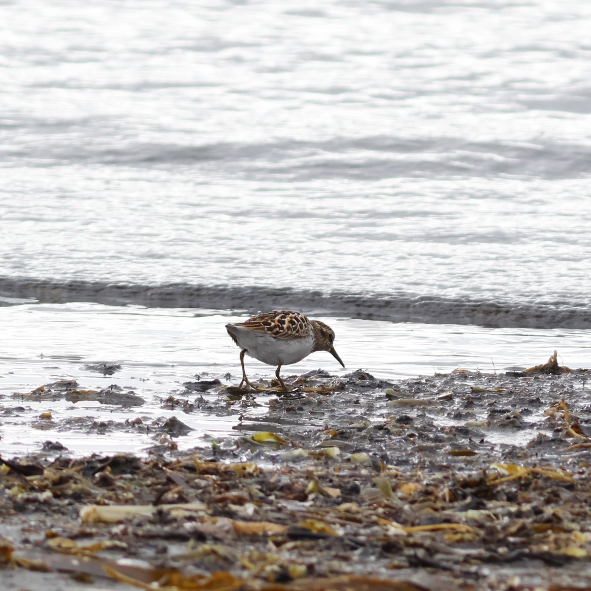 Wiesenstrandläufer - ML610363833