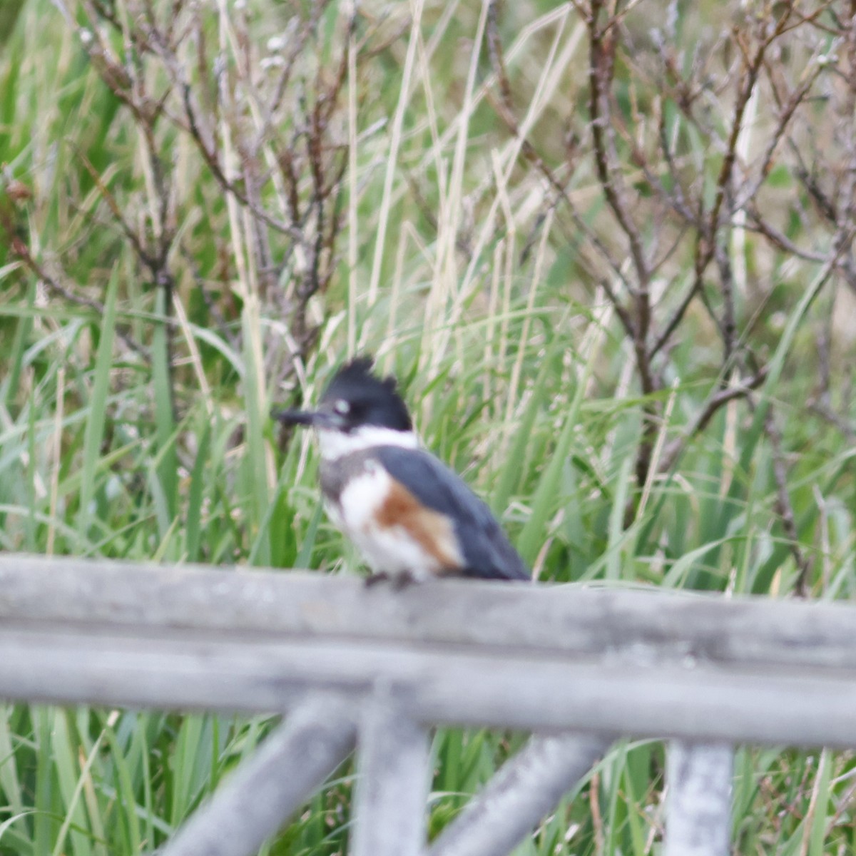 Belted Kingfisher - ML610363842