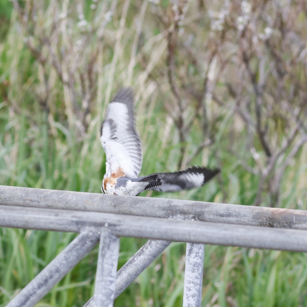 Belted Kingfisher - ML610363849