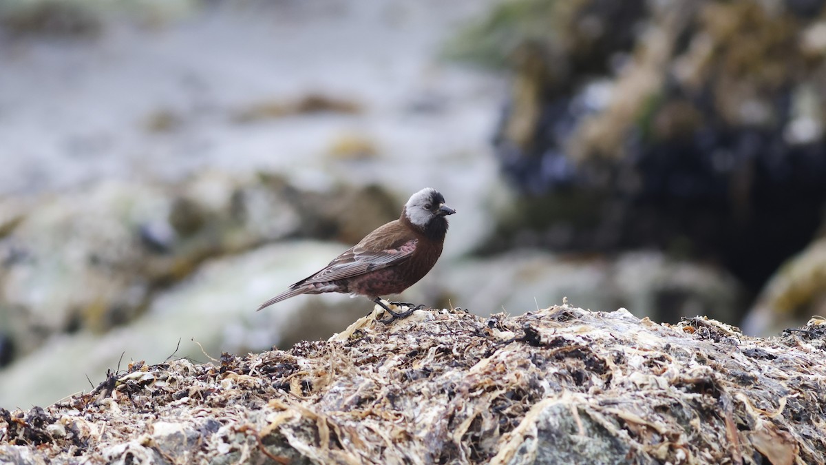 Gray-crowned Rosy-Finch (Aleutian and Kodiak Is.) - Ferenc Domoki