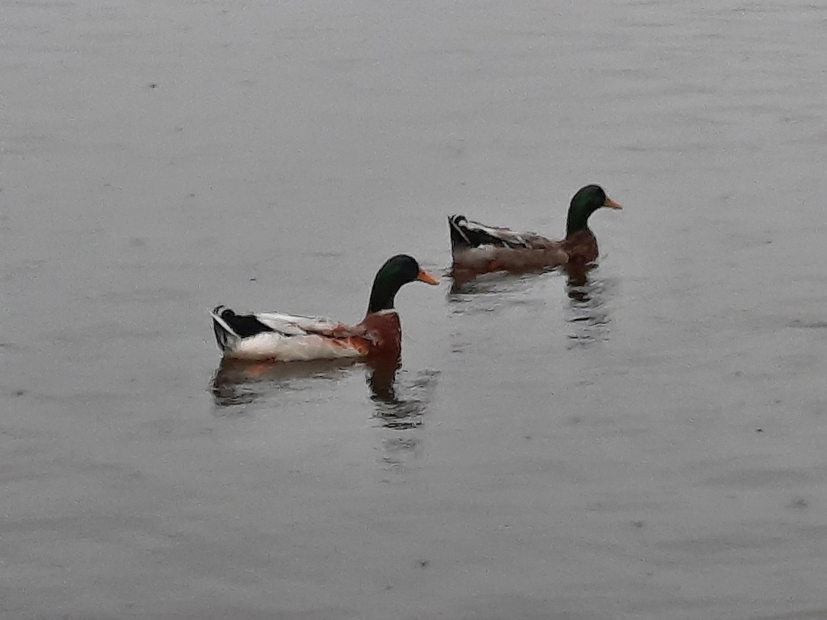 Mallard (Domestic type) - ML610363883