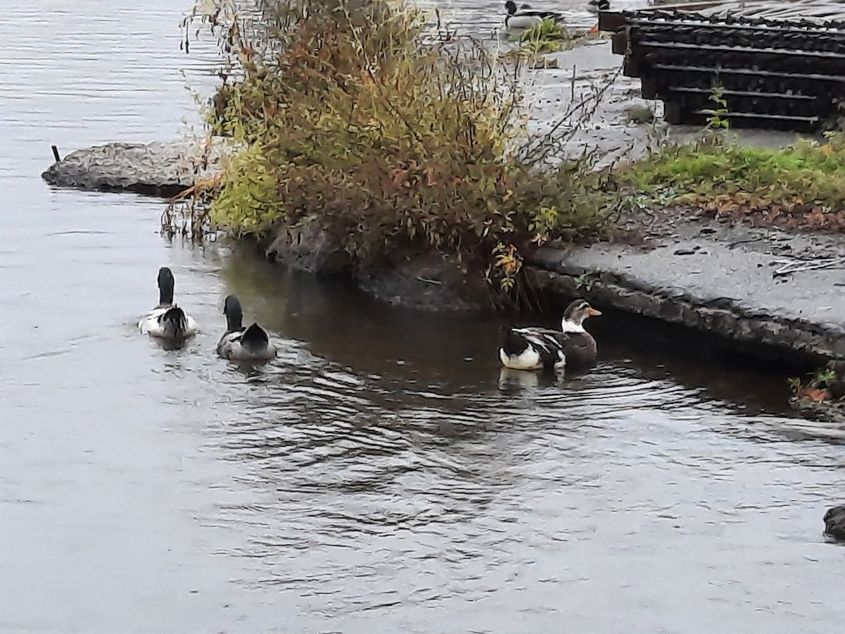 Mallard (Domestic type) - ML610363884