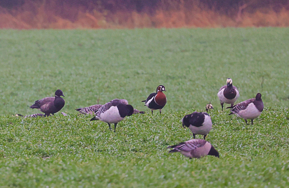 Red-breasted Goose - ML610363900