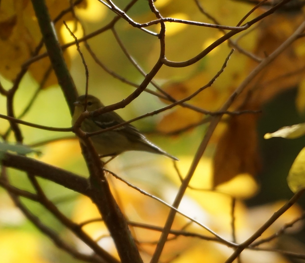 Blackpoll Warbler - ML610363940