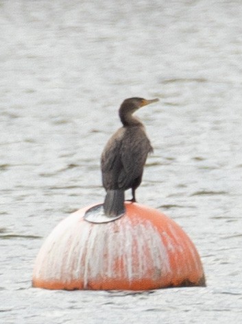 Double-crested Cormorant - ML610363967