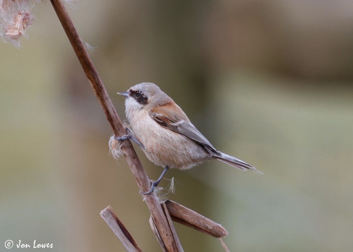 Eurasian Penduline-Tit - ML610363997