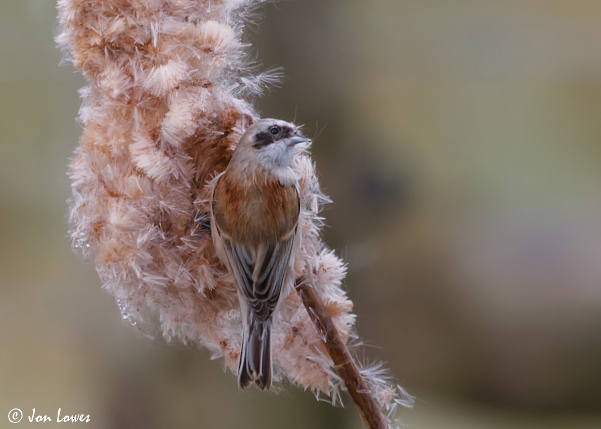 Eurasian Penduline-Tit - ML610364031