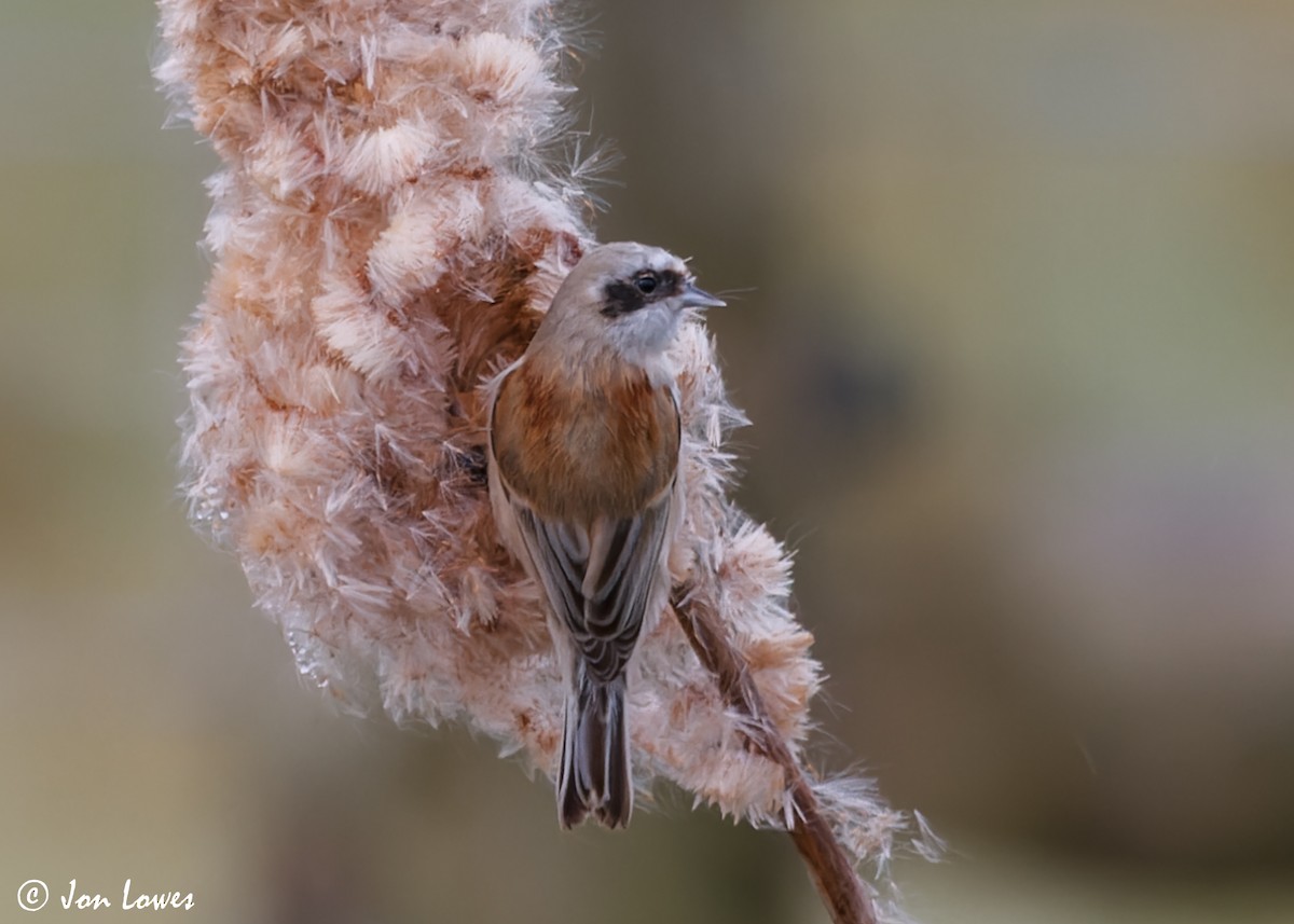 Eurasian Penduline-Tit - ML610364033