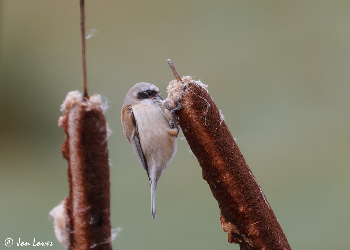 Eurasian Penduline-Tit - ML610364053