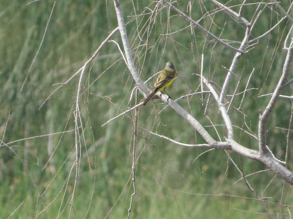 Western Yellow Wagtail - ML610364134