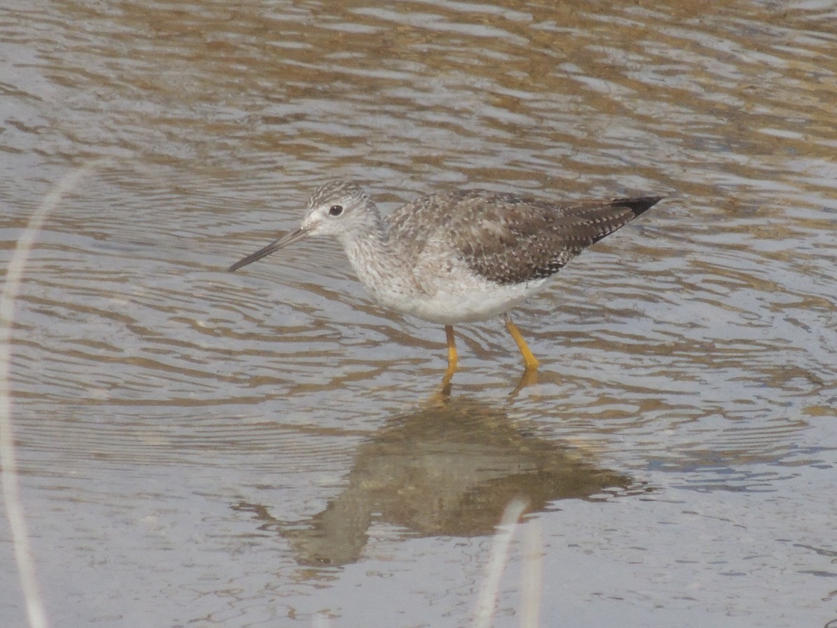 Greater Yellowlegs - ML610364204