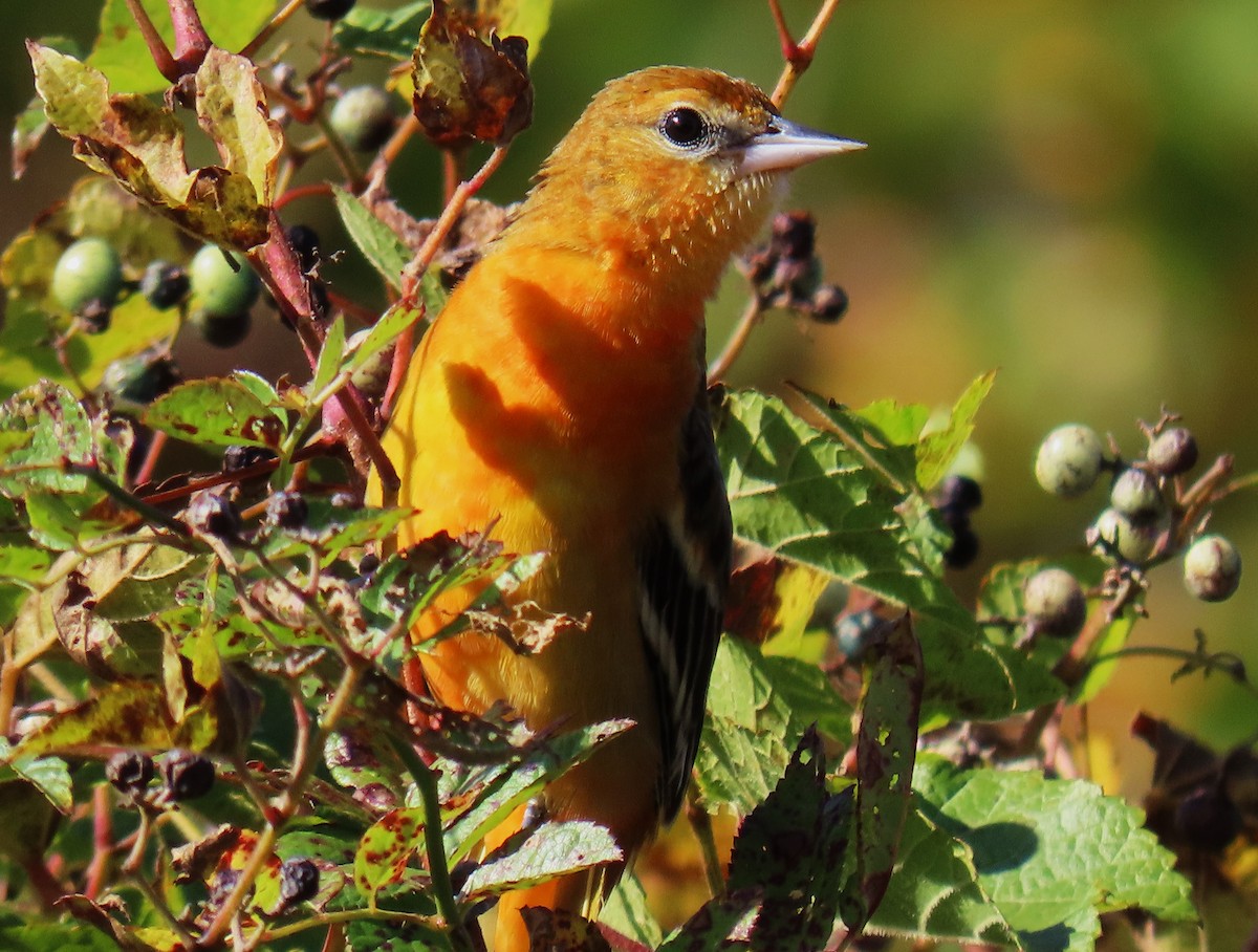 Baltimore Oriole - ML610364227