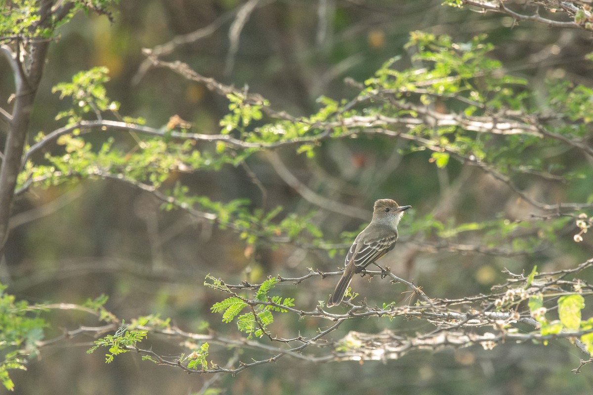 Brown-crested Flycatcher (South American) - ML610364283