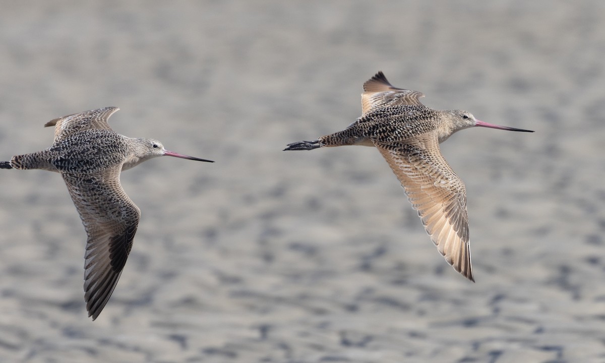 Marbled Godwit - ML610364364