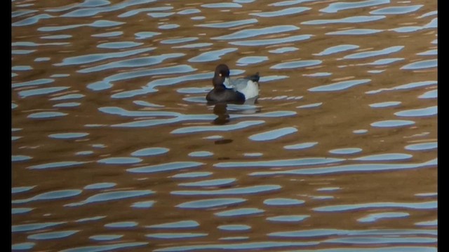 Morbaş Patka - ML610364469