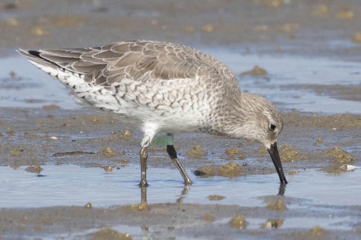 Red Knot - ML610364546