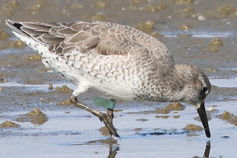 Red Knot - ML610364576