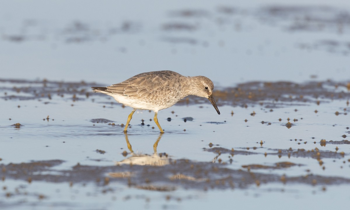 Red Knot - ML610364648