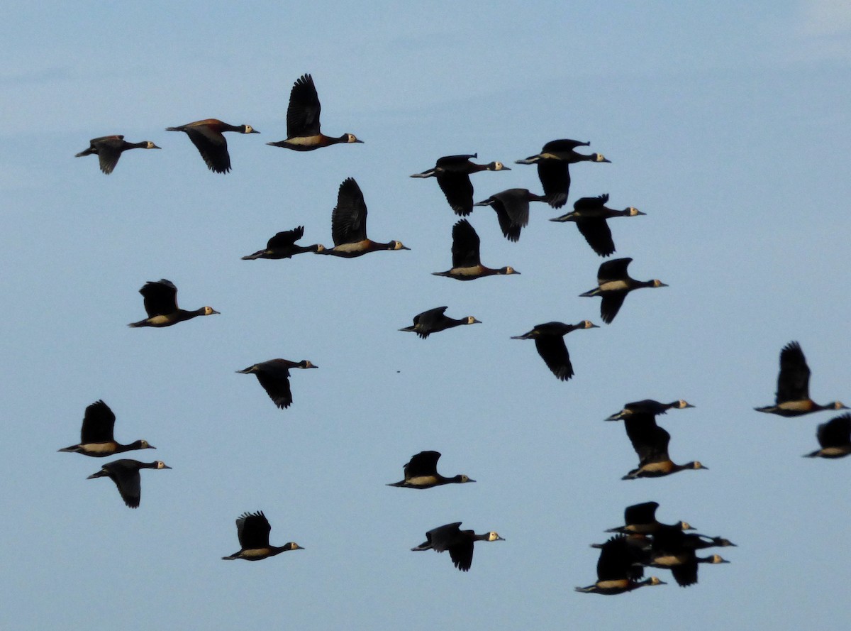 White-faced Whistling-Duck - ML610364651