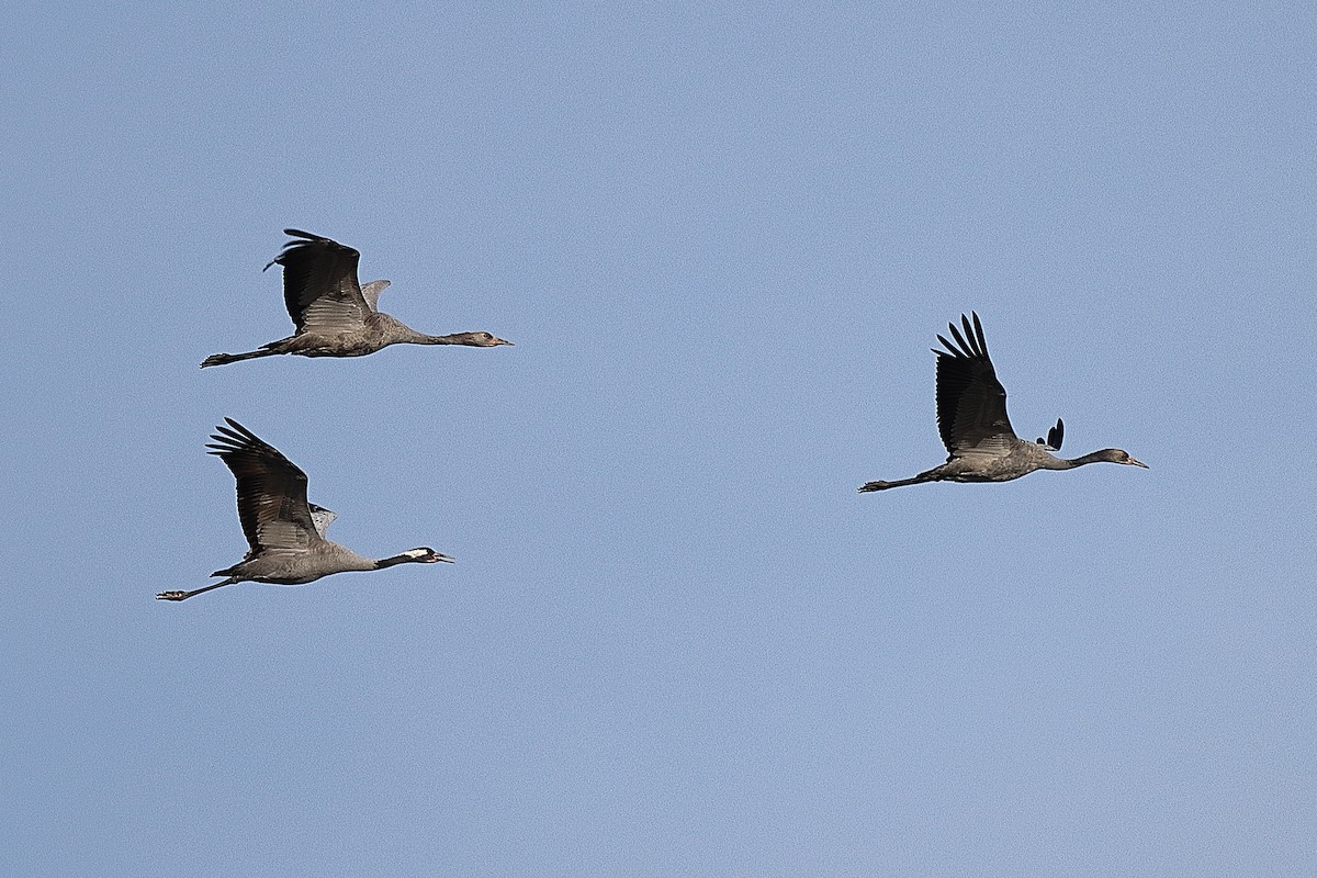 Common Crane - ML610364696