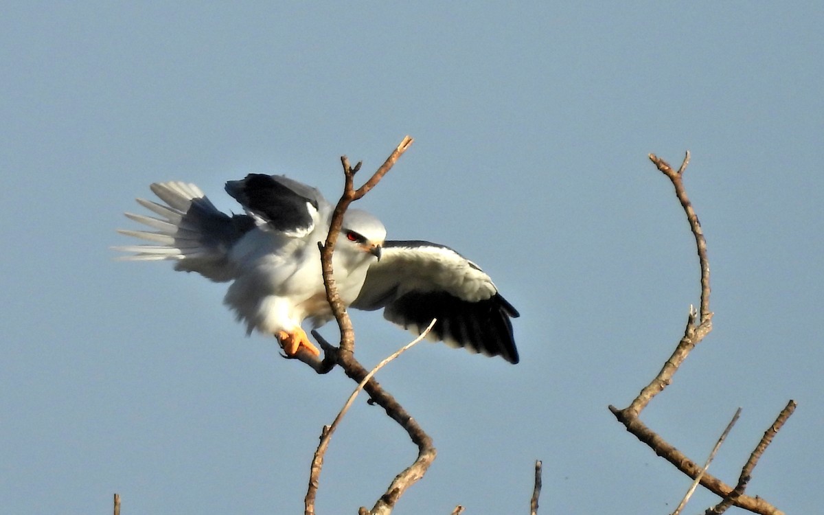 Black-winged Kite - Daniel Santos