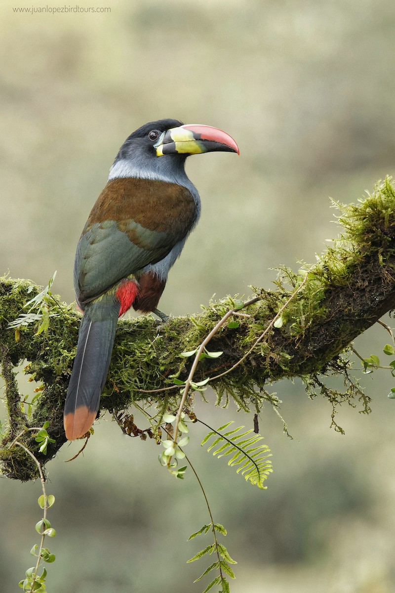 Gray-breasted Mountain-Toucan - Juan Lopez (www.juanlopezbirdtours.com)