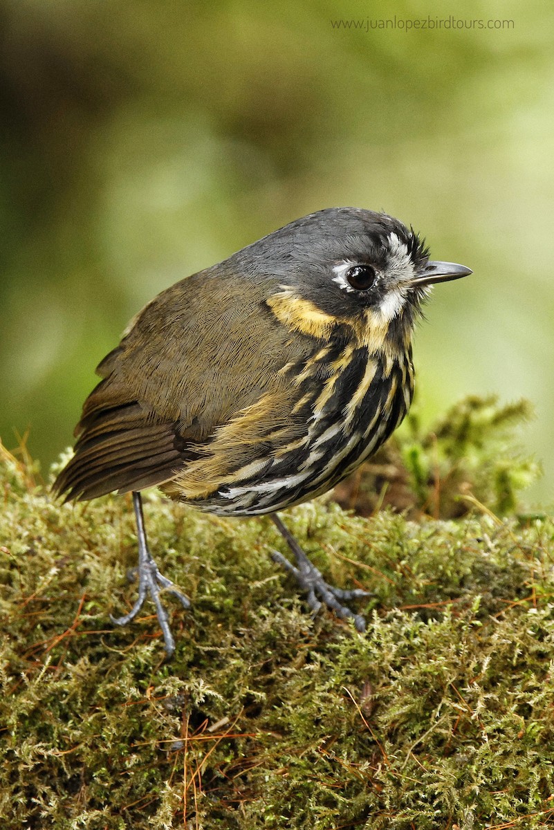 Crescent-faced Antpitta - ML610364856