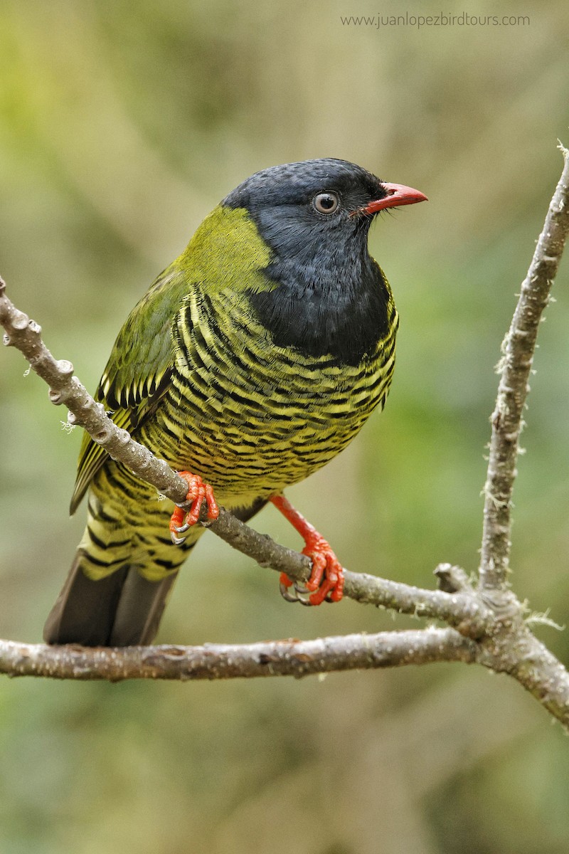 Barred Fruiteater - ML610364862