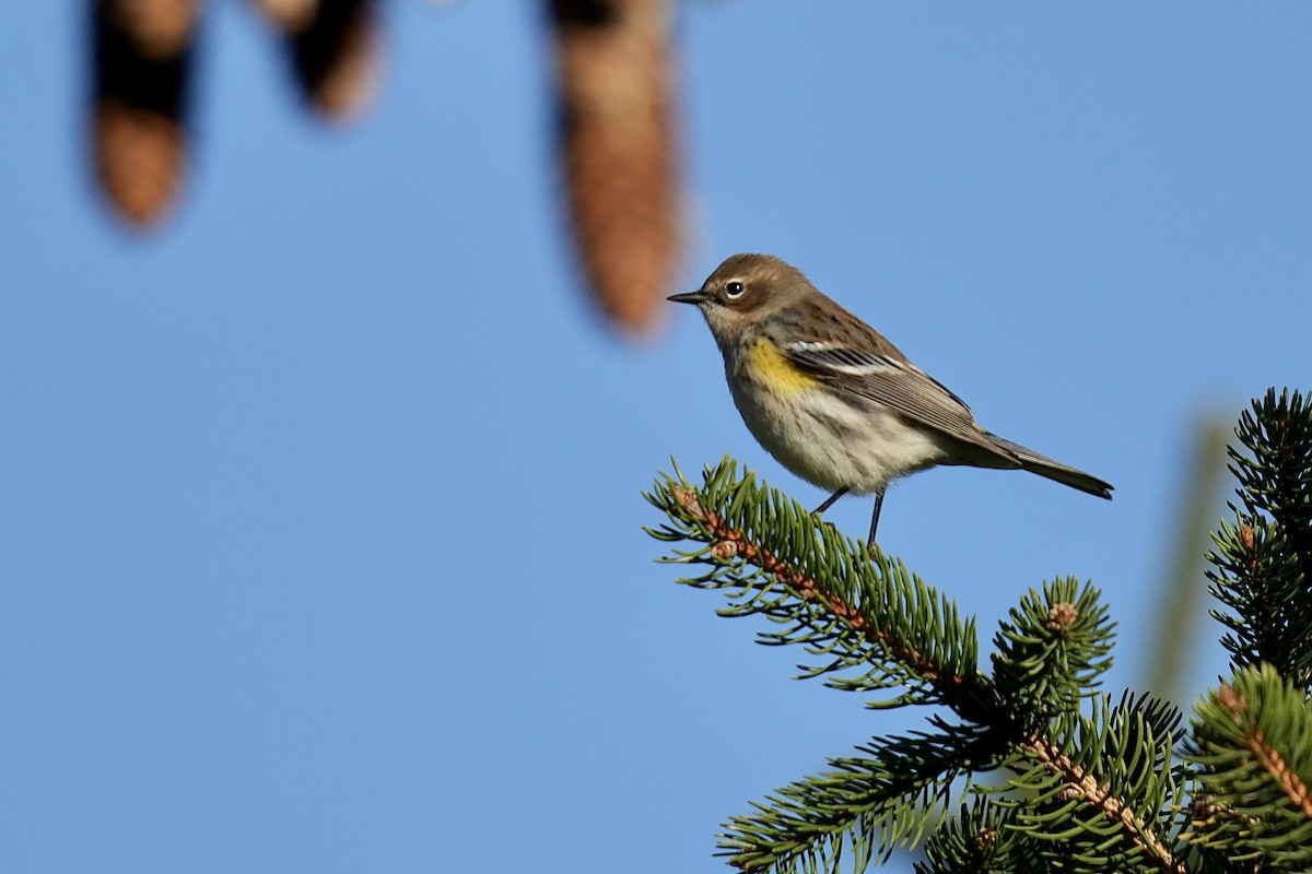 Yellow-rumped Warbler - Stacy Rabinovitz