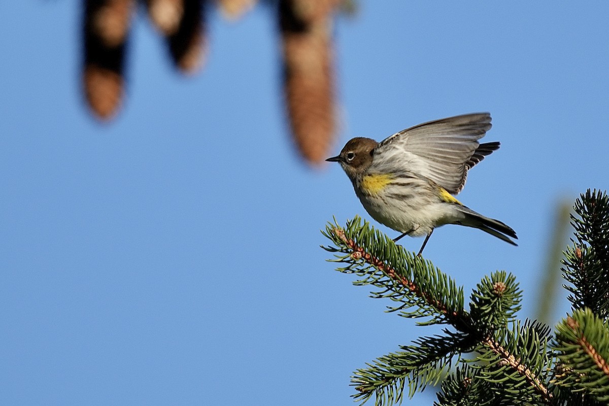 Yellow-rumped Warbler - ML610364895