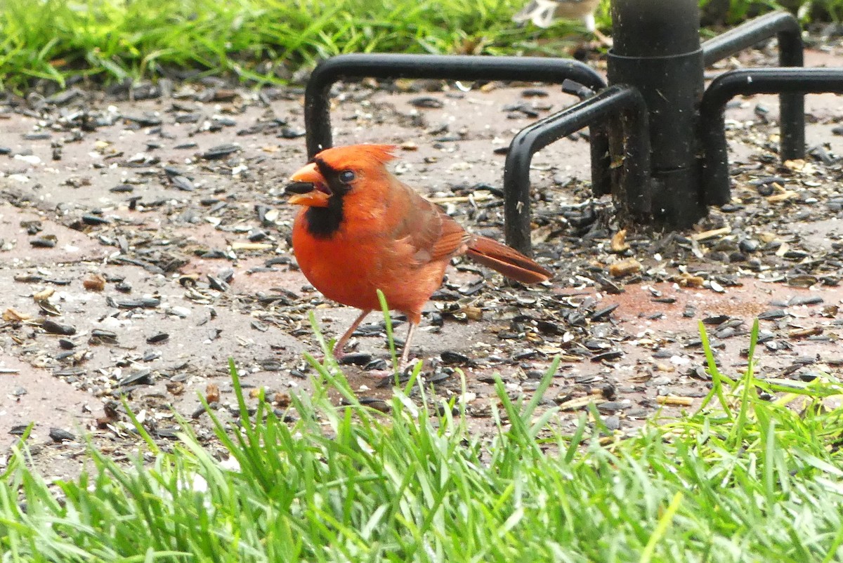 Cardinal rouge - ML610365096