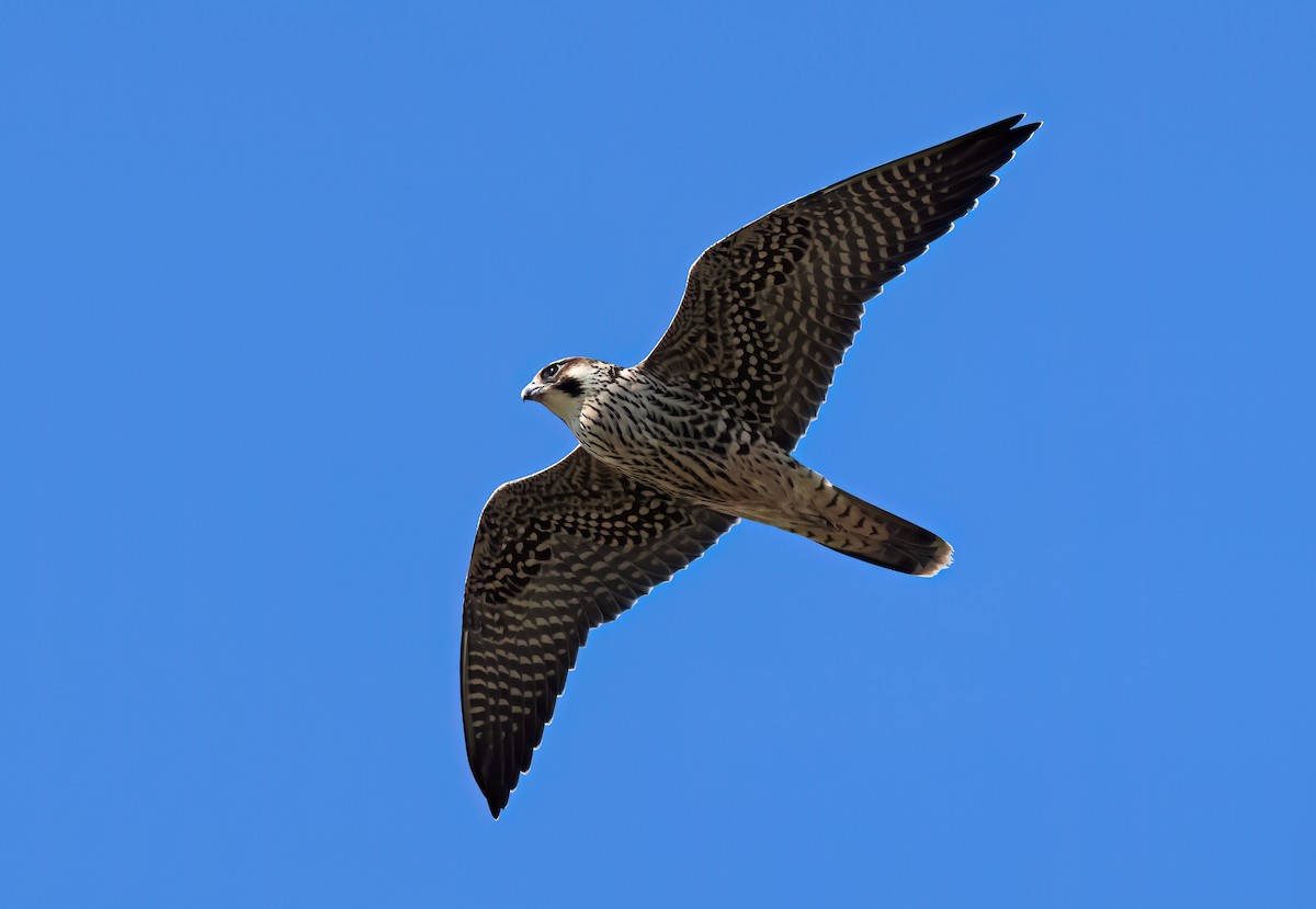 Peregrine Falcon - Jeremiah Trimble