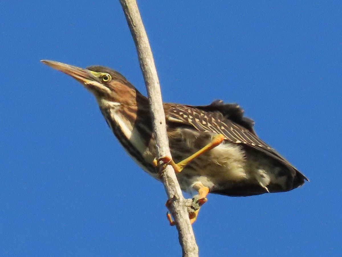 Green Heron - Sue Wetmore