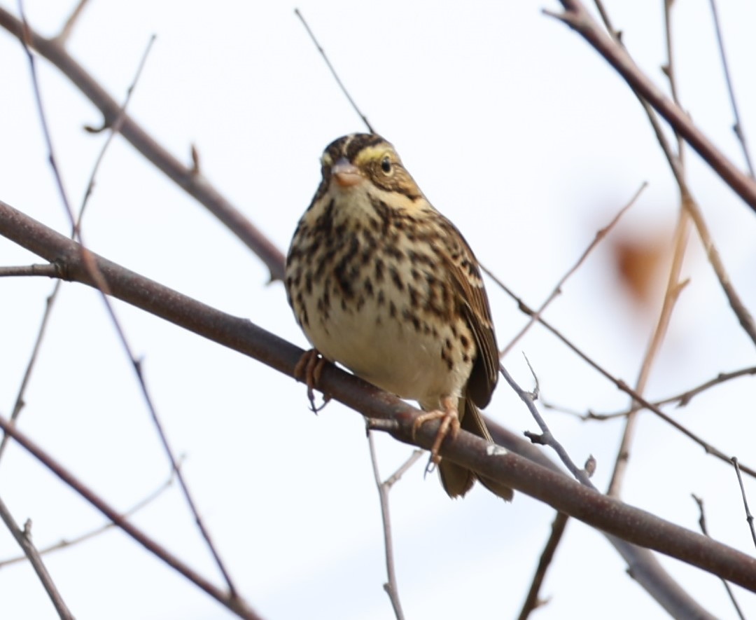 Savannah Sparrow - ML610365136