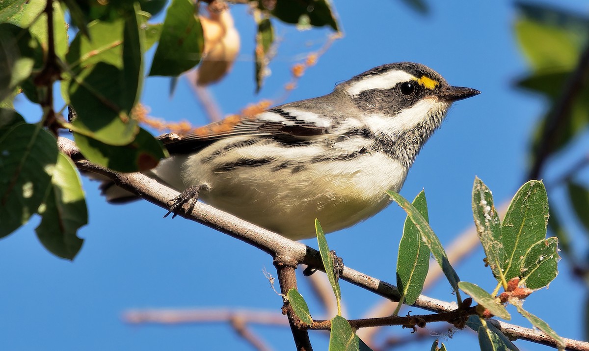 Black-throated Gray Warbler - ML610365171