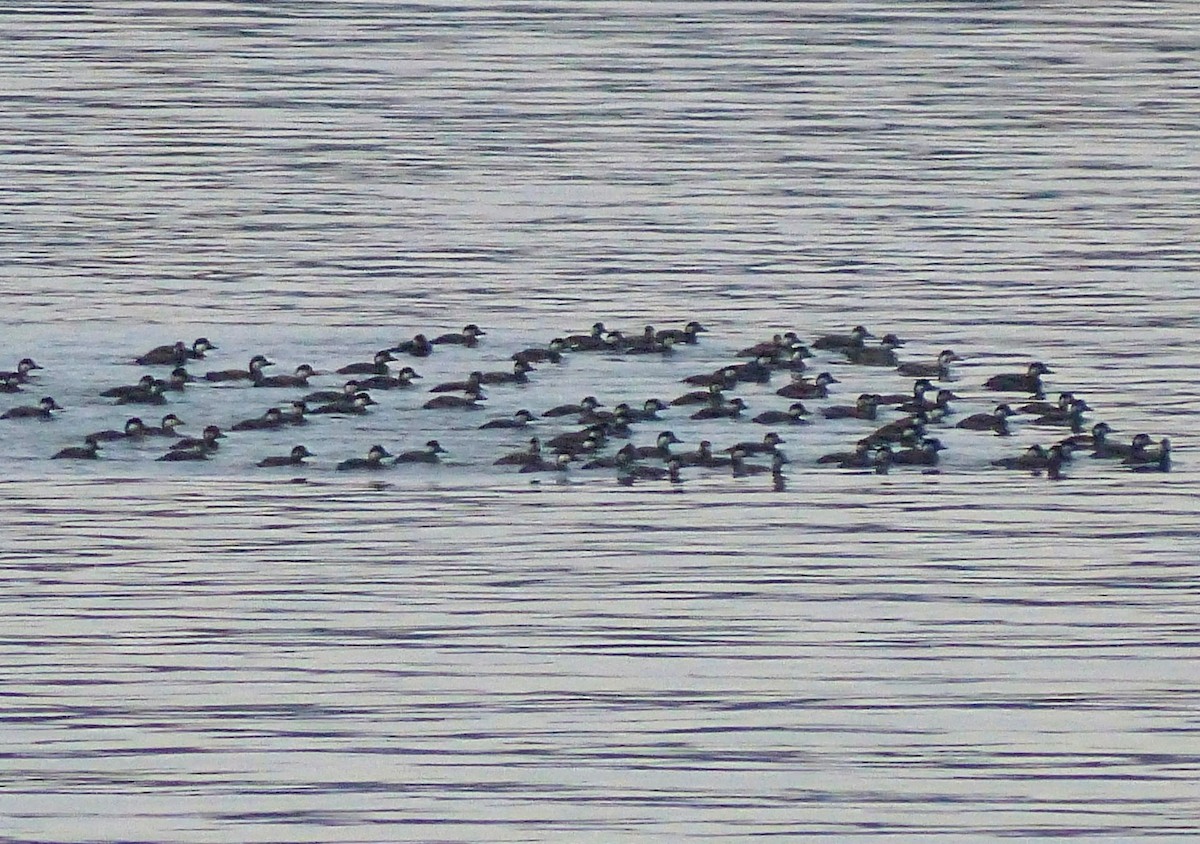 Black Scoter - Marie Giroux