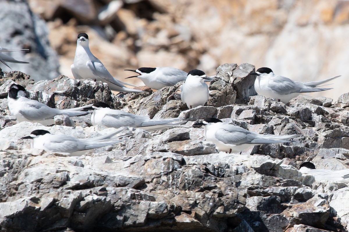 White-fronted Tern - ML610365578