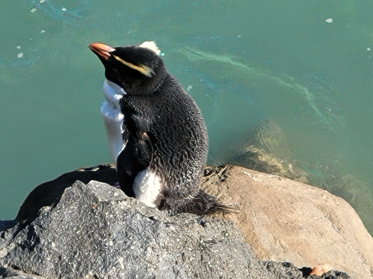 Fiordland Penguin - ML610365724