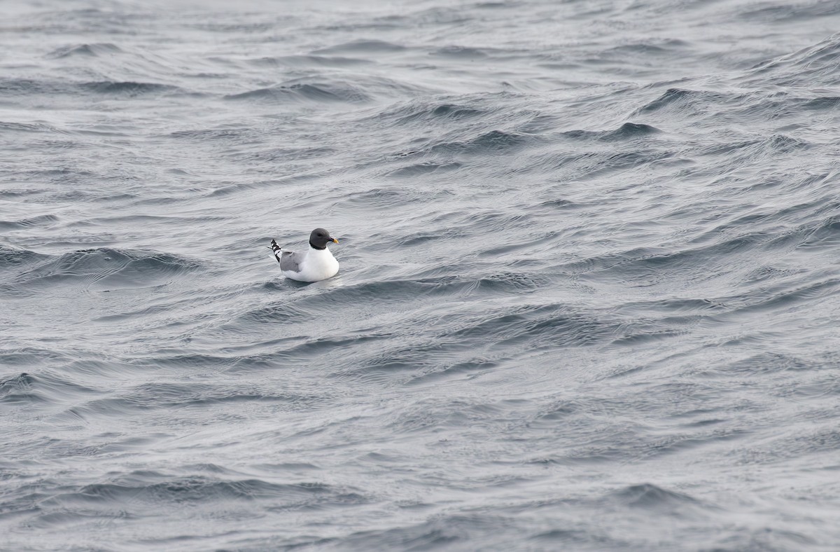 Sabine's Gull - ML610365995