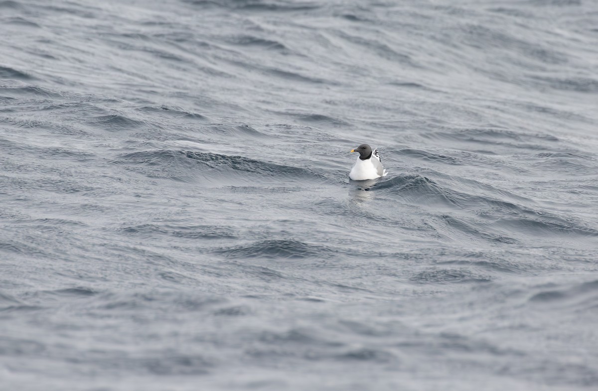 Sabine's Gull - ML610365997