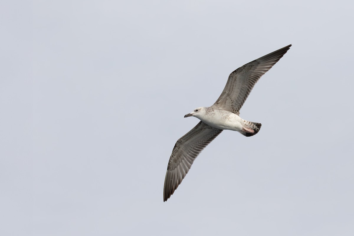 Caspian Gull - ML610366018