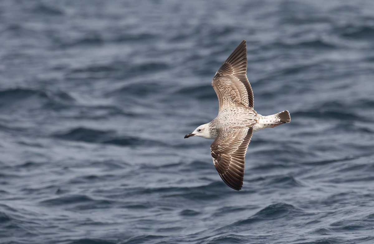 Caspian Gull - ML610366020