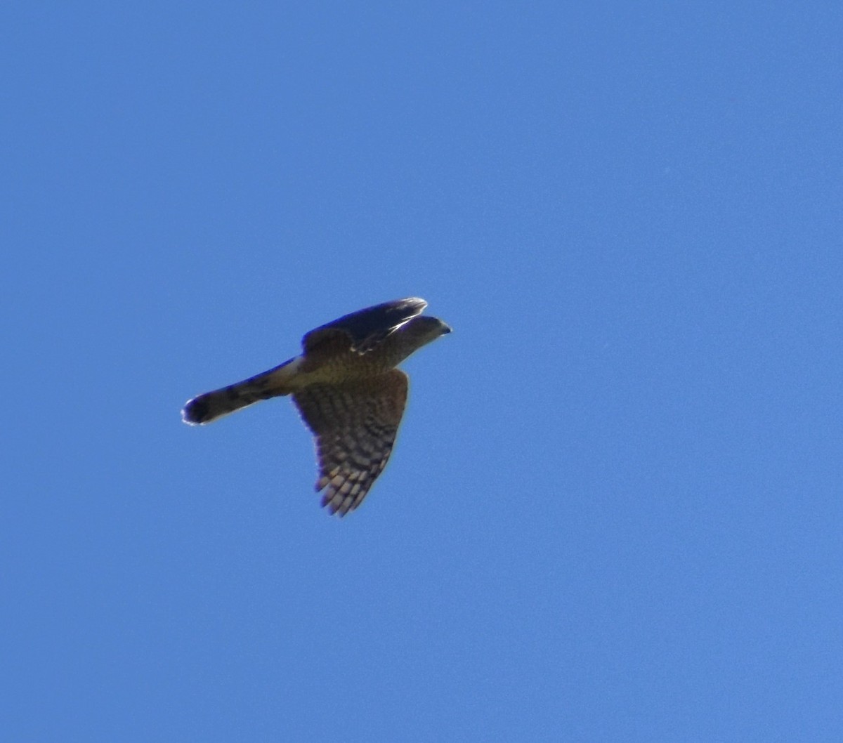 Cooper's Hawk - ML610366110