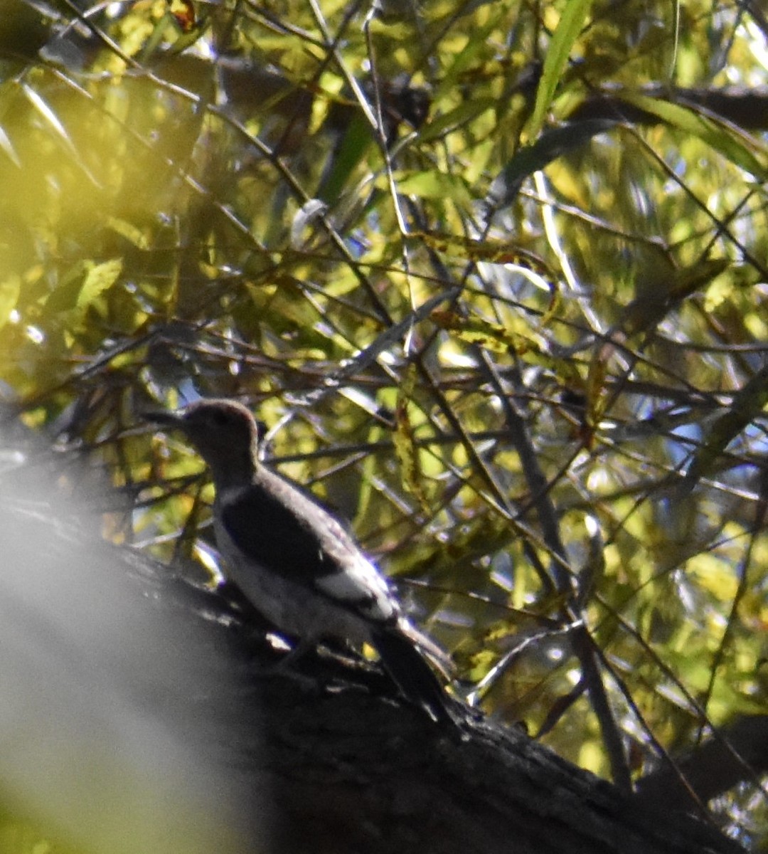 Red-headed Woodpecker - ML610366128