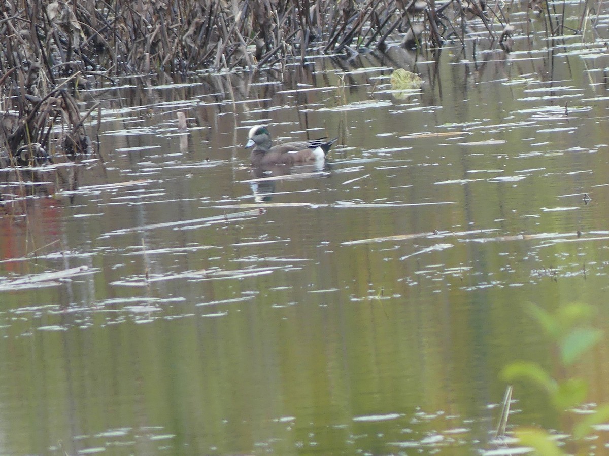 American Wigeon - ML610366135