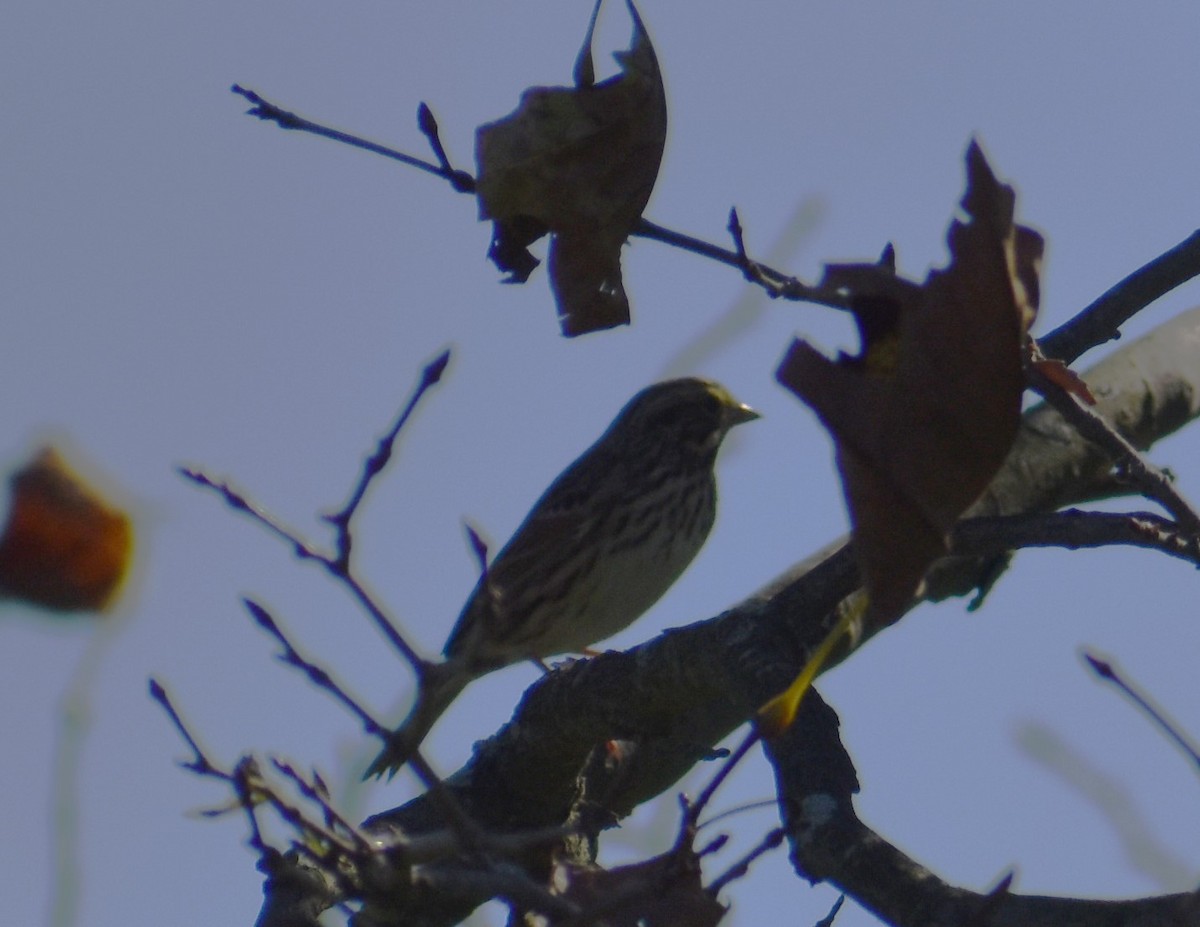 Savannah Sparrow - ML610366155