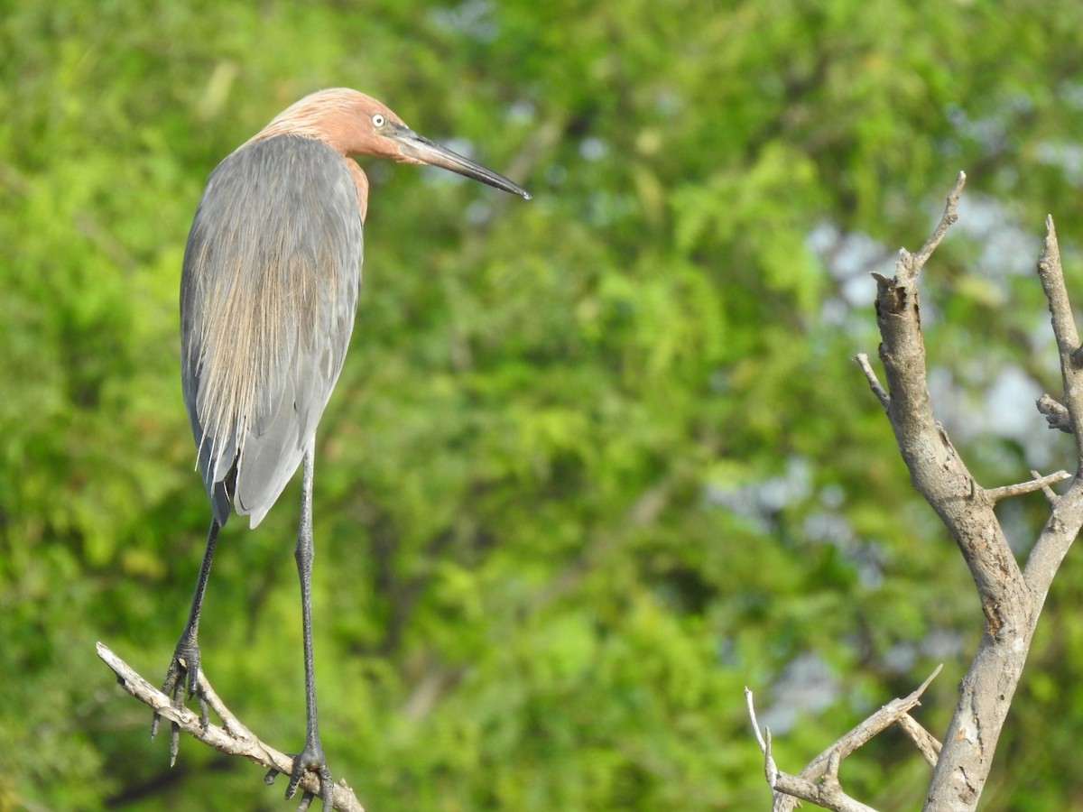 Reddish Egret - Angela Soto